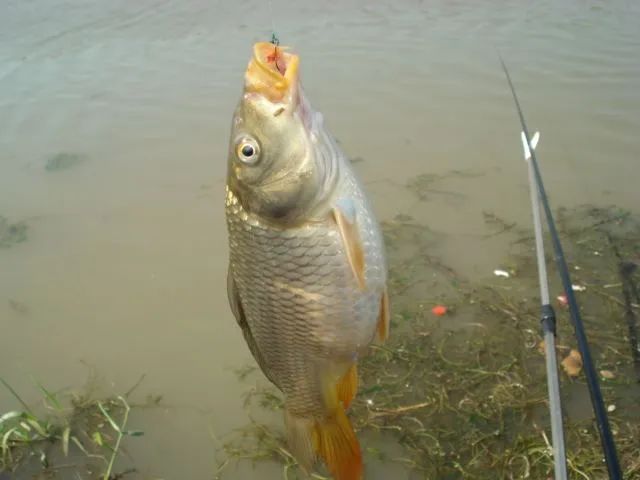 夏季垂釣技巧_垂釣技巧_鯉魚垂釣技巧