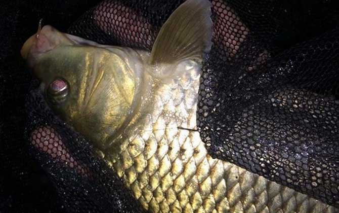 夏季垂釣技巧_垂釣技巧_鯉魚垂釣技巧