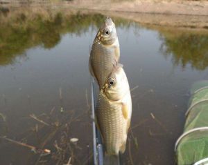 【釣魚技巧】釣大鯽魚的十個技巧，你知道嗎？