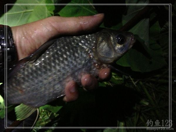 垂釣技巧_鯽魚垂釣技巧_秋季垂釣技巧