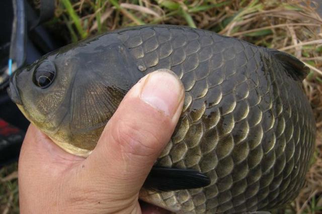 秋季垂釣技巧_鯽魚垂釣技巧_垂釣技巧