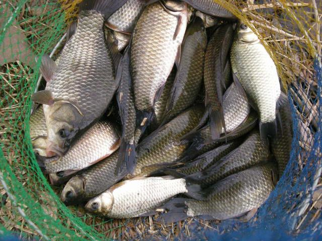 垂釣技巧_秋季垂釣技巧_鯽魚垂釣技巧