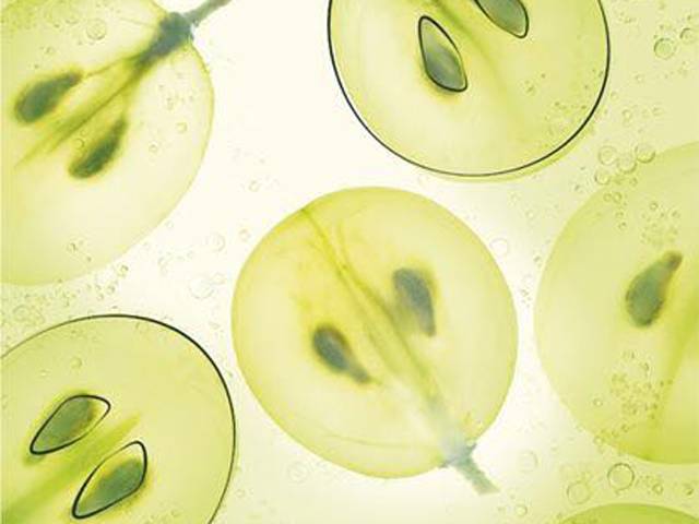 歐緹麗葡萄源舒緩保濕精華液_歐緹麗葡萄籽膠囊服用方法_歐緹麗大葡萄保濕控油代購(gòu)多少安