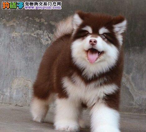 阿拉斯加犬的飼養(yǎng)技巧，讓你的健康成長更難飼養(yǎng)