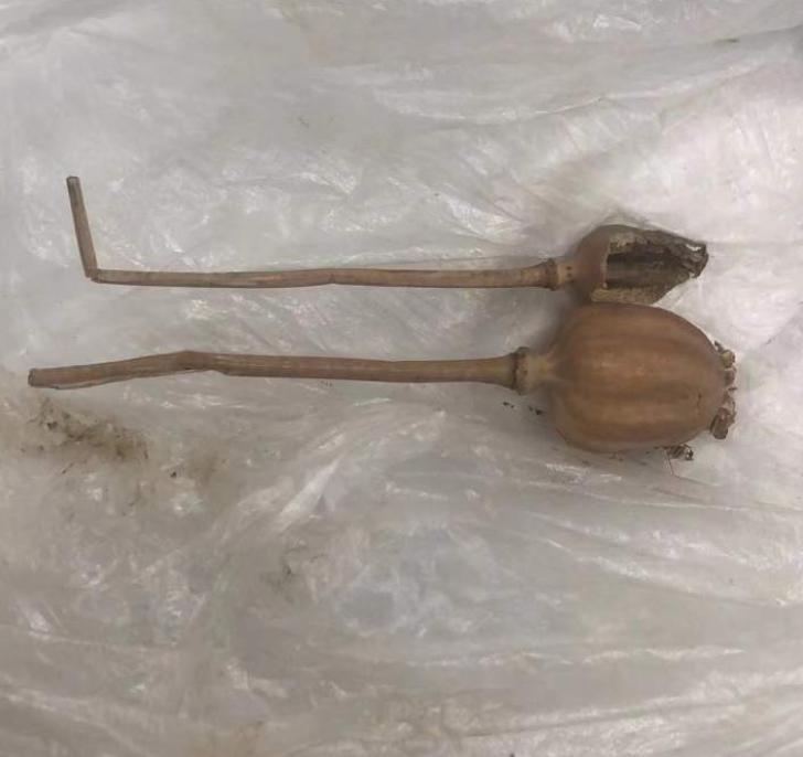 攜帶50萬現(xiàn)金過安檢_旅客攜帶罌粟過安檢稱治胃病_罌粟過安檢能查出來嗎