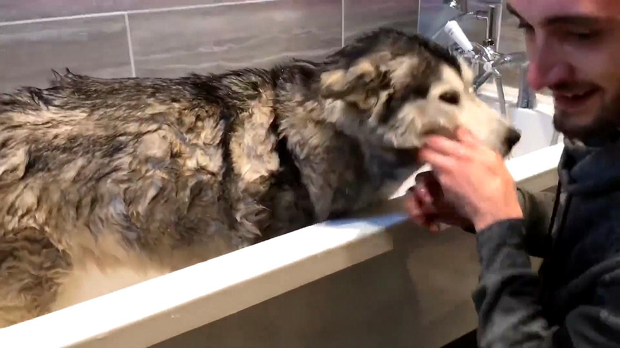 阿拉斯加雪橇犬與主人的感情深厚，忠誠深情的好伙伴