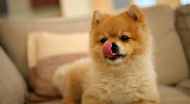 生活節(jié)奏越來越快，比特犬咬人的原因仍然沒有查明！