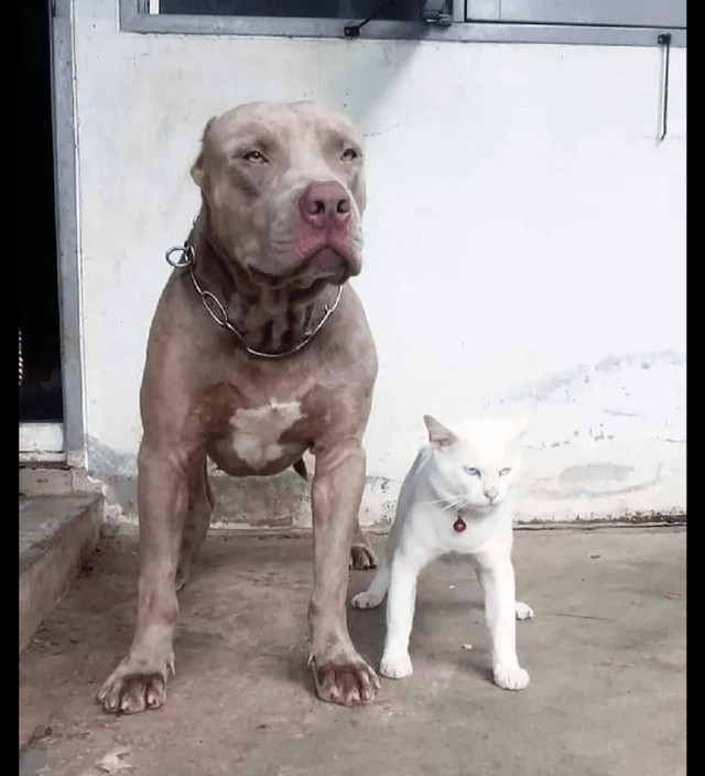 比特犬 咬死_美兩名幼童被家中比特犬咬死_比特犬咬死藏獒