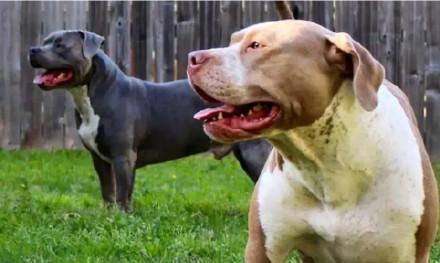 比特犬 咬死_比特犬咬死藏獒_美兩名幼童被家中比特犬咬死