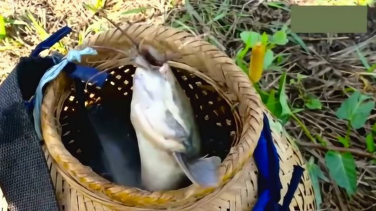 夏季野外釣魚技巧視頻_夏季釣魚技巧方法夏季釣魚餌料配方_野外釣魚怎樣選位技巧