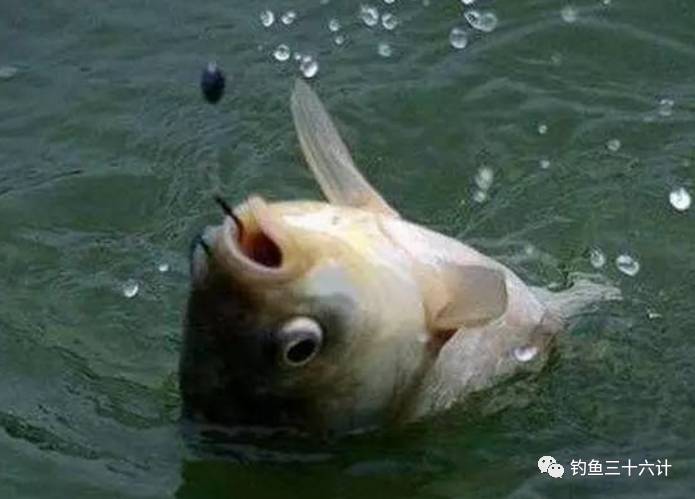 野外釣魚怎樣選位技巧_夏季野外釣魚技巧視頻_夏季釣魚技巧方法夏季釣魚餌料配方