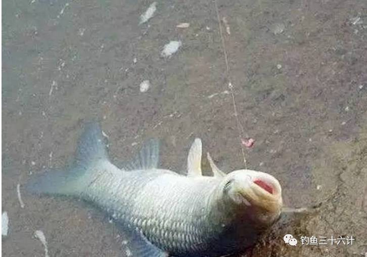 夏季野外釣魚技巧視頻_夏季釣魚技巧方法夏季釣魚餌料配方_野外釣魚怎樣選位技巧