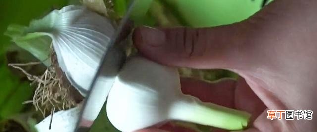 又脆又甜又好吃糖醋蒜做法配方 家庭糖醋蒜的正宗腌制方法