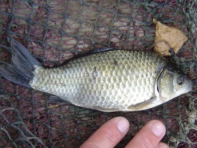 手桿遛魚技巧視頻8斤_手桿8字溜魚技巧視頻_長江手桿釣魚技巧魚