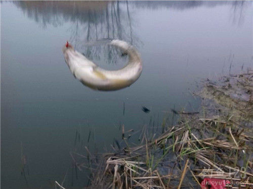 手桿8字溜魚技巧視頻_長江手桿釣魚技巧魚_手桿遛魚技巧視頻8斤