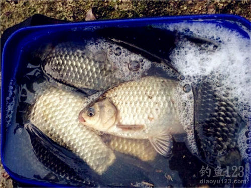長江手桿釣魚技巧魚_手桿遛魚技巧視頻8斤_手桿8字溜魚技巧視頻