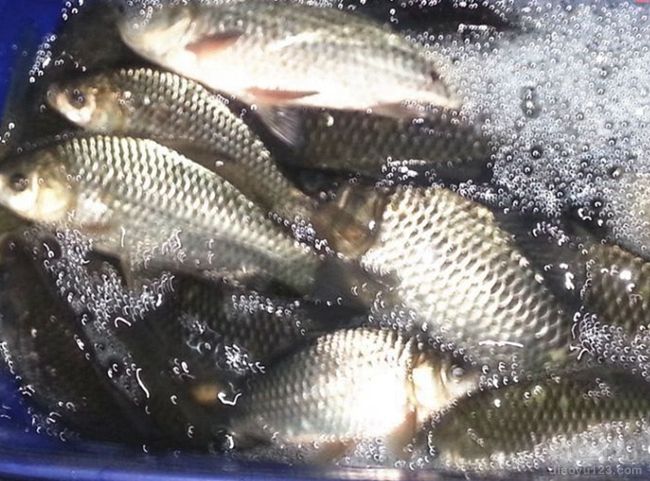 手桿遛魚技巧視頻8斤_長江手桿釣魚技巧魚_手桿8字溜魚技巧視頻