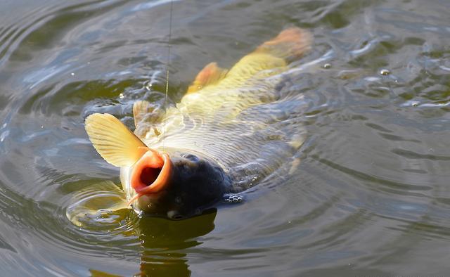 野外釣鯽魚用什么最好_野外釣鯽魚耳料_野外釣鯽魚技巧