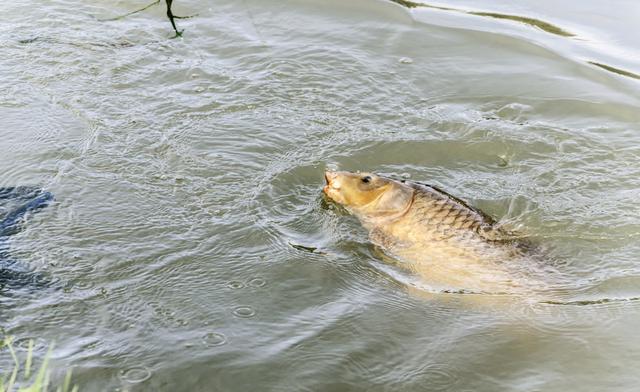 野外釣鯽魚耳料_野外釣鯽魚用什么最好_野外釣鯽魚技巧