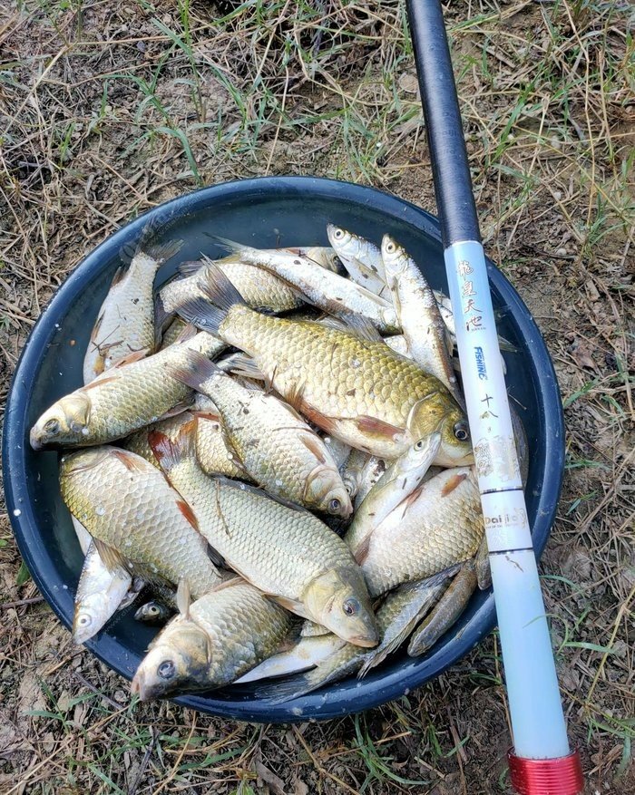 【釣魚日記】炎炎夏日連竿，小船是下網(wǎng)歸來(lái)的漁民！