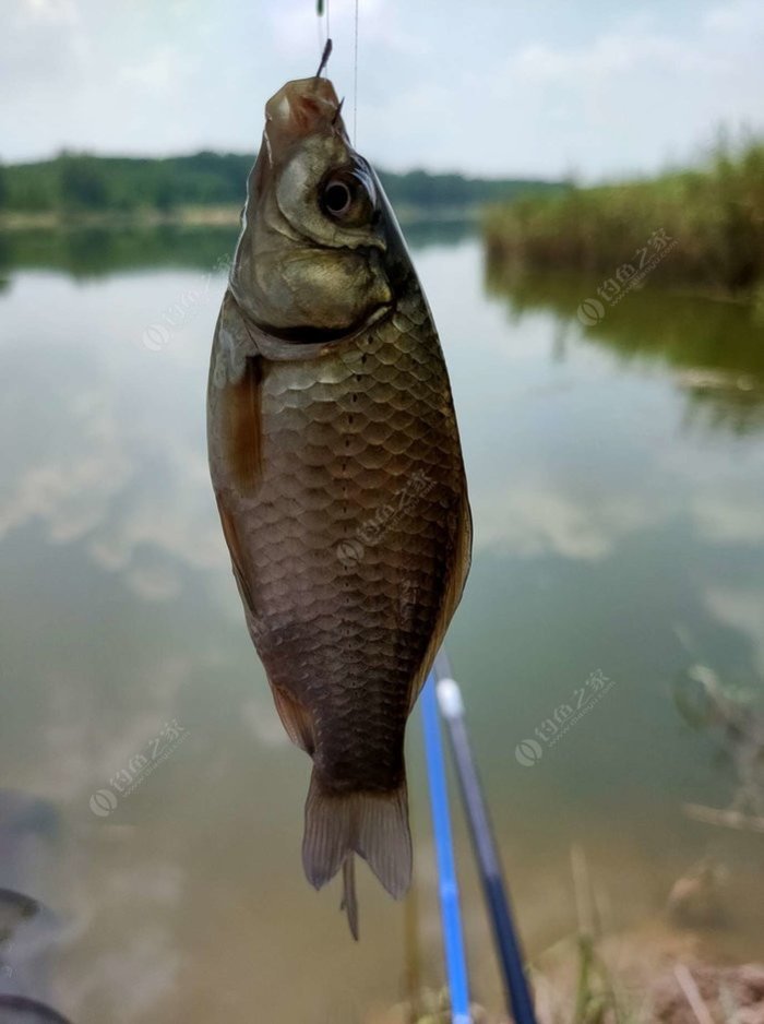 野外釣鯽魚技巧_冬季釣魚技巧-冬天野釣鯽魚如何選擇釣位_野釣淺水釣鯽魚技巧