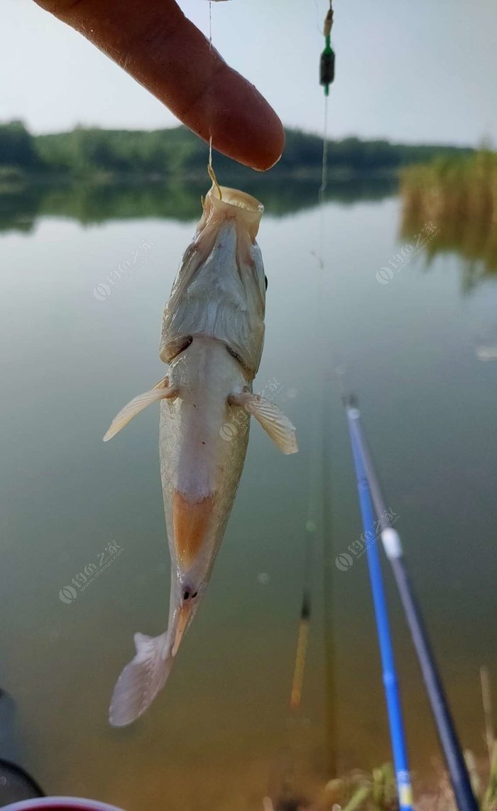 野外釣鯽魚技巧_冬季釣魚技巧-冬天野釣鯽魚如何選擇釣位_野釣淺水釣鯽魚技巧