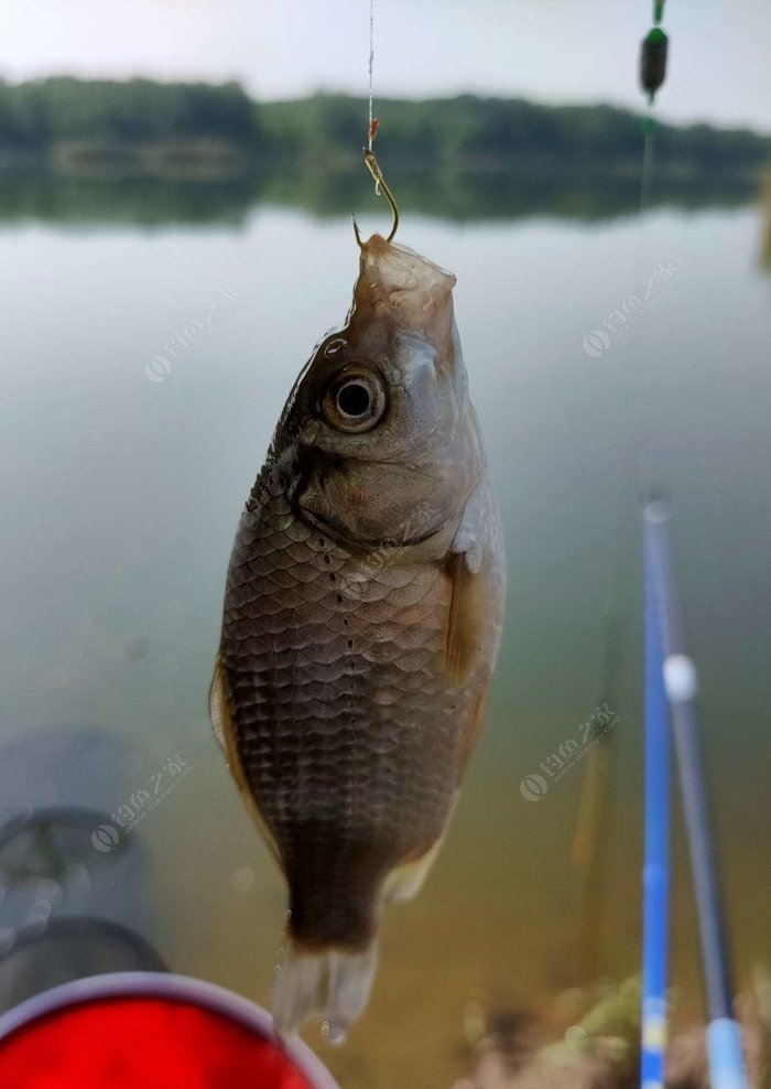 野釣淺水釣鯽魚技巧_野外釣鯽魚技巧_冬季釣魚技巧-冬天野釣鯽魚如何選擇釣位