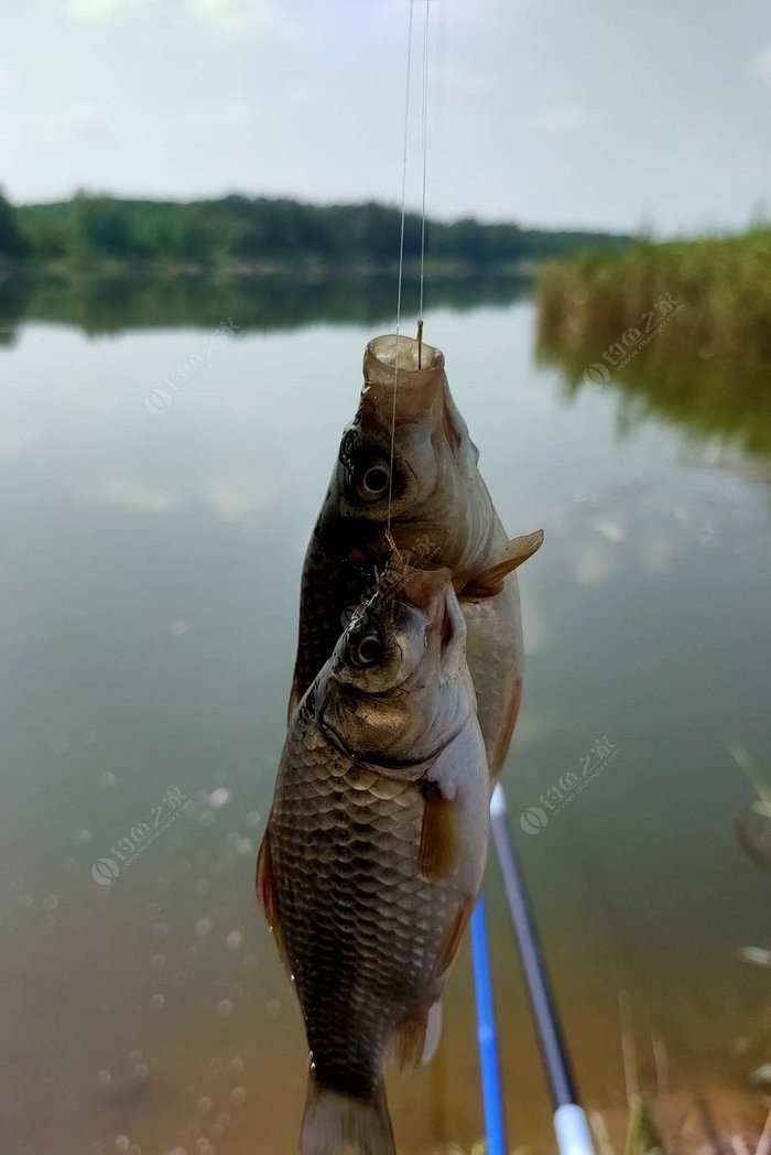 野外釣鯽魚技巧_冬季釣魚技巧-冬天野釣鯽魚如何選擇釣位_野釣淺水釣鯽魚技巧