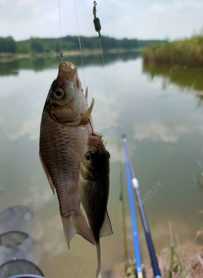 野外釣鯽魚技巧_冬季釣魚技巧-冬天野釣鯽魚如何選擇釣位_野釣淺水釣鯽魚技巧