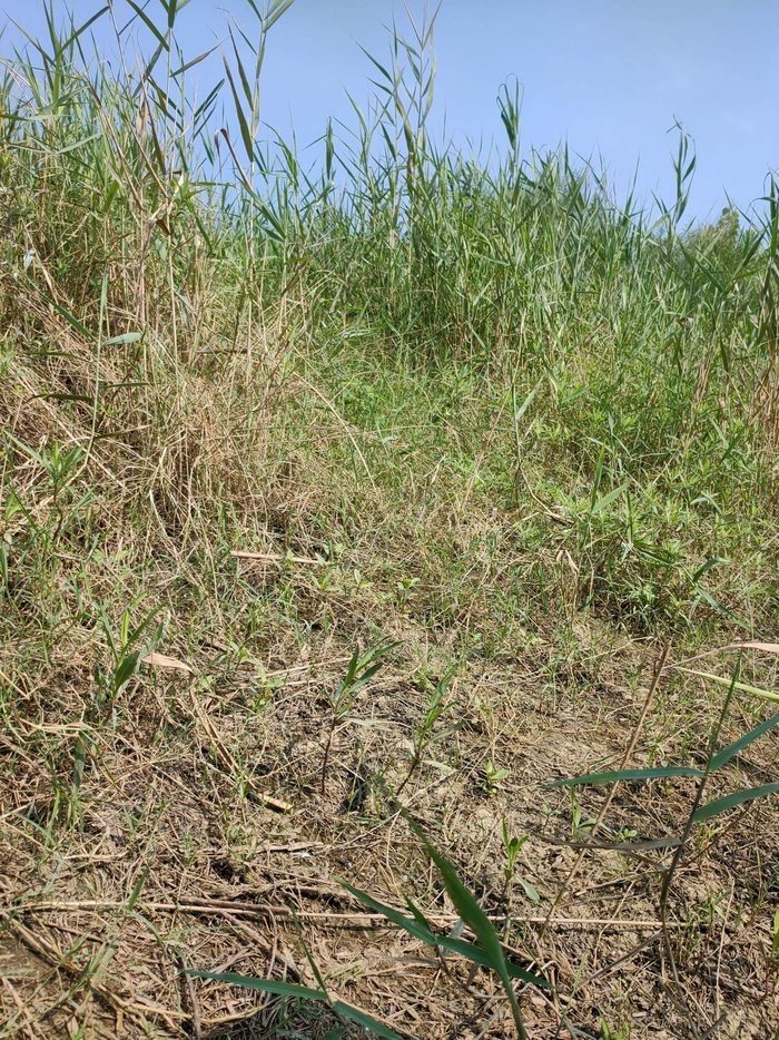 野外釣鯽魚技巧_野釣淺水釣鯽魚技巧_冬季釣魚技巧-冬天野釣鯽魚如何選擇釣位