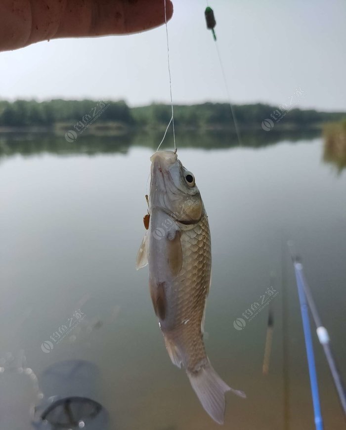 冬季釣魚技巧-冬天野釣鯽魚如何選擇釣位_野外釣鯽魚技巧_野釣淺水釣鯽魚技巧