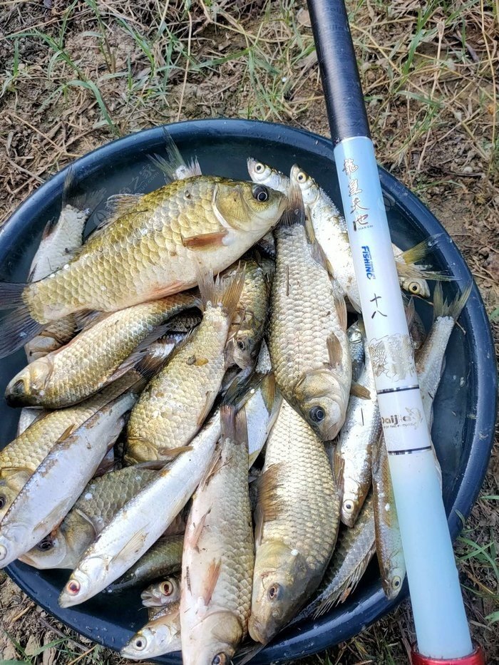 冬季釣魚技巧-冬天野釣鯽魚如何選擇釣位_野外釣鯽魚技巧_野釣淺水釣鯽魚技巧
