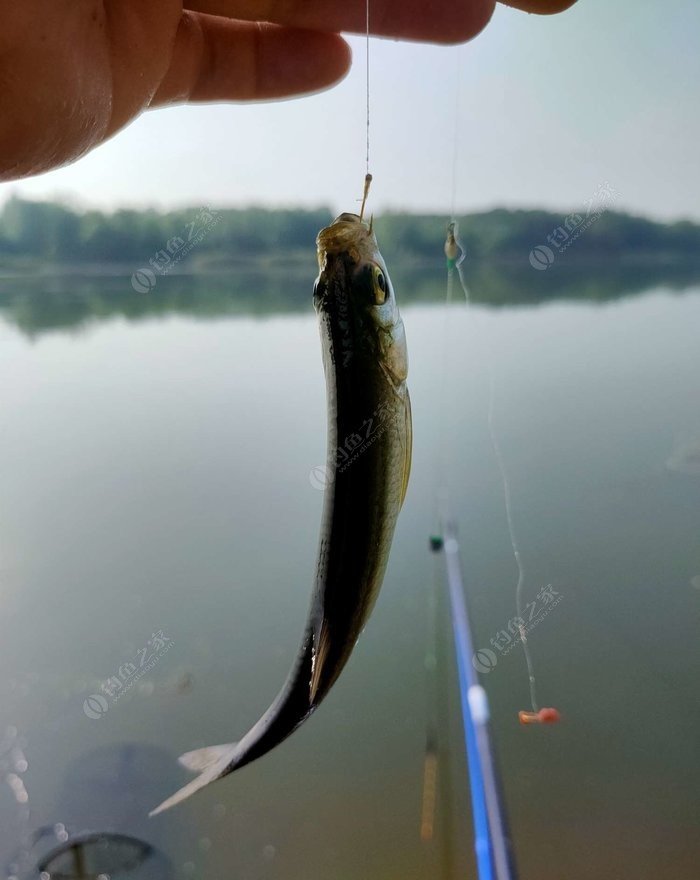 野釣淺水釣鯽魚技巧_野外釣鯽魚技巧_冬季釣魚技巧-冬天野釣鯽魚如何選擇釣位