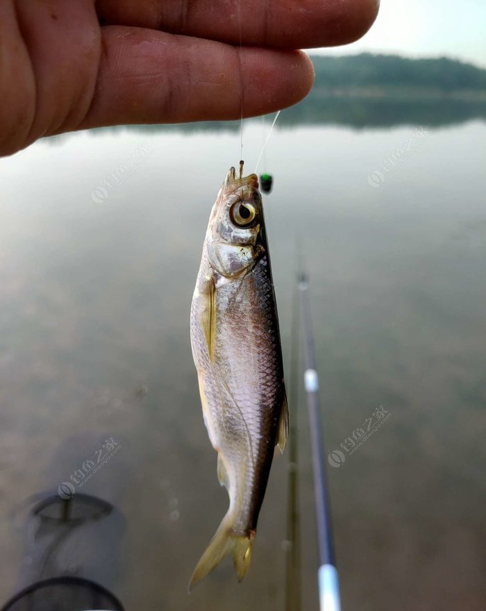野釣淺水釣鯽魚技巧_野外釣鯽魚技巧_冬季釣魚技巧-冬天野釣鯽魚如何選擇釣位