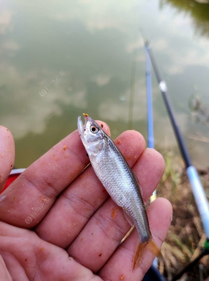 野釣淺水釣鯽魚技巧_冬季釣魚技巧-冬天野釣鯽魚如何選擇釣位_野外釣鯽魚技巧