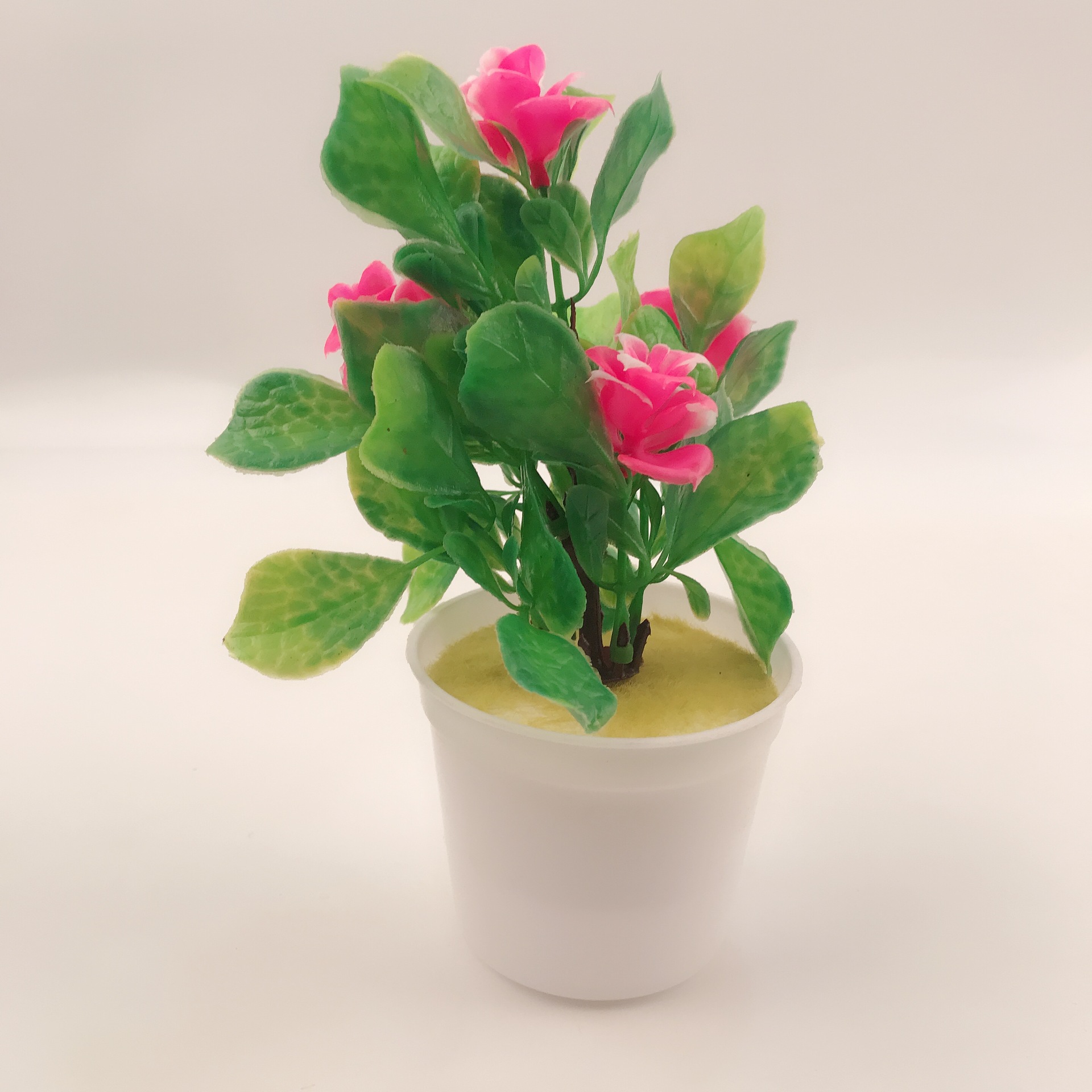 犀牛角多肉種植方法_多肉種植方法圖解_多肉種子的種植方法
