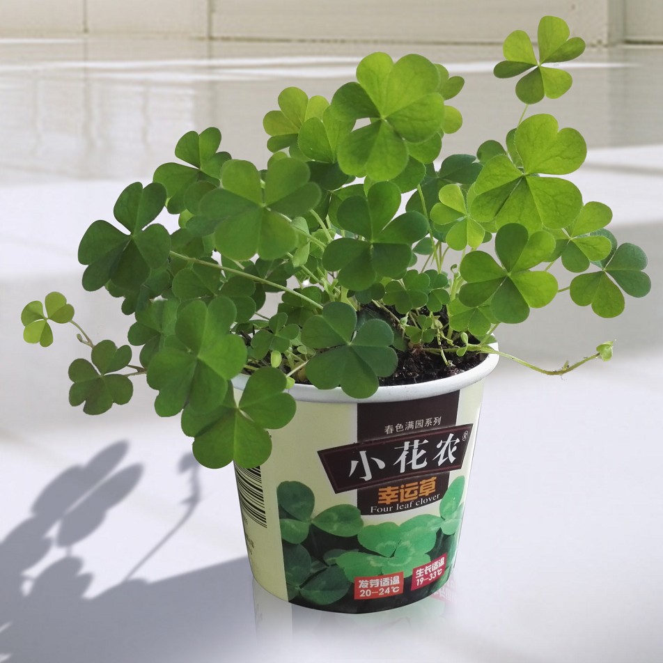 犀牛角多肉種植方法_多肉種植方法圖解_多肉種子的種植方法