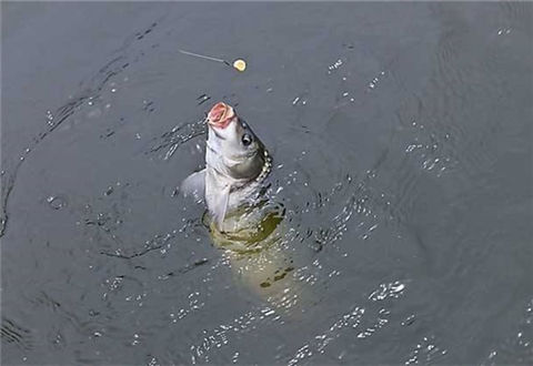 夏釣鯽魚技巧野釣_野外釣鯽魚技巧_野外釣鯽魚視頻大全