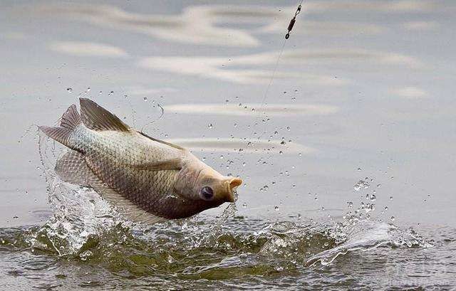 野外釣鯽魚視頻大全_夏釣鯽魚技巧野釣_野外釣鯽魚技巧