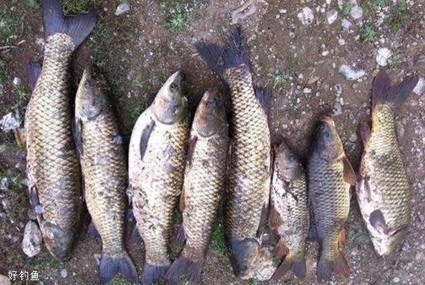 野外釣鯽魚技巧_夏釣鯽魚技巧野釣_野外釣鯽魚視頻大全