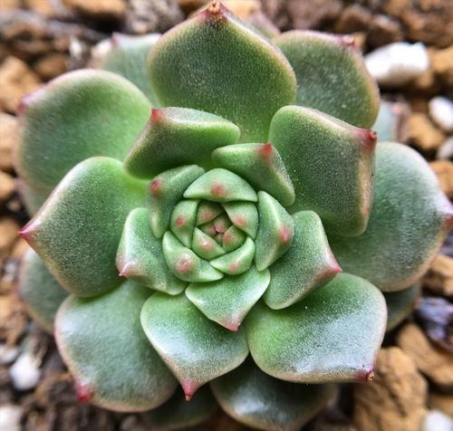 

植物比人最先的擺放位置有哪些？多肉盆栽擺放注意事項