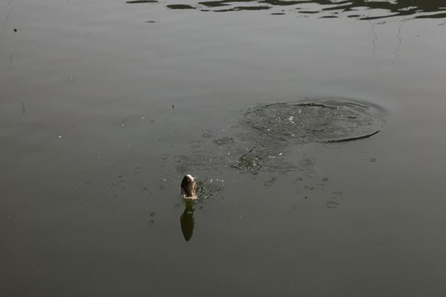 野外釣鯽魚技巧_野外釣鯽魚怎樣調(diào)漂_鯽魚釣法技巧野釣視頻