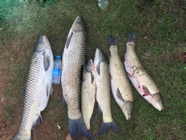 野外釣鯽魚怎樣調(diào)漂_鯽魚釣法技巧野釣視頻_野外釣鯽魚技巧