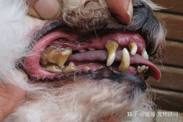 養(yǎng)狗知識(shí)大全小不點(diǎn)小不丁狗狗_養(yǎng)圣伯納犬知識(shí)大全_養(yǎng)骨小知識(shí)