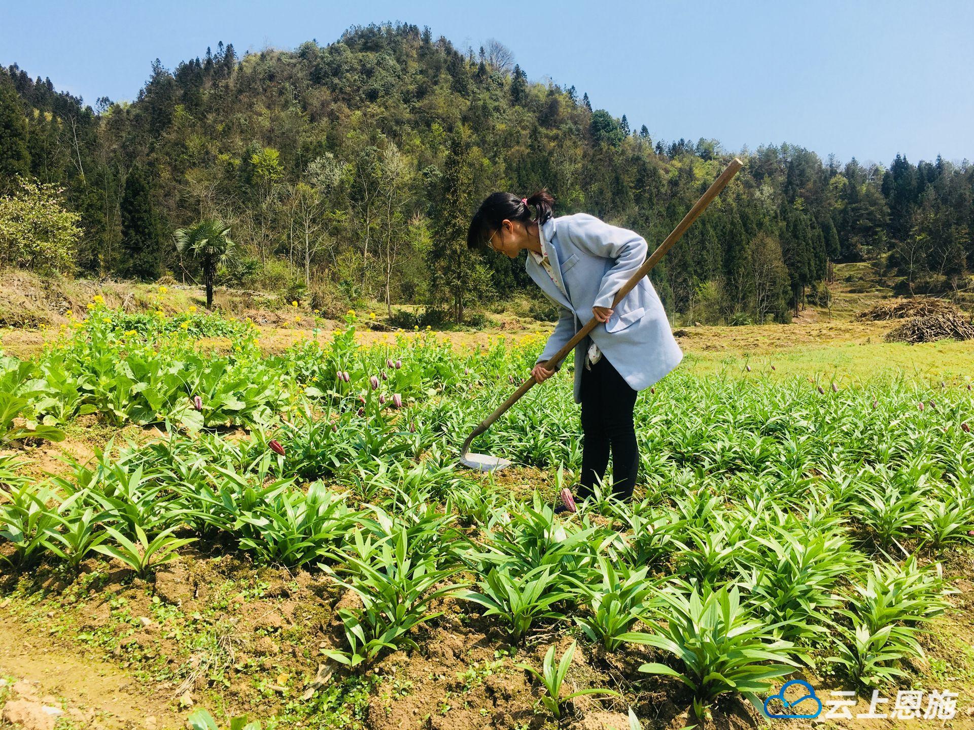 種植夏枯球的效益_夏枯球種植方法_夏枯球種植與采收