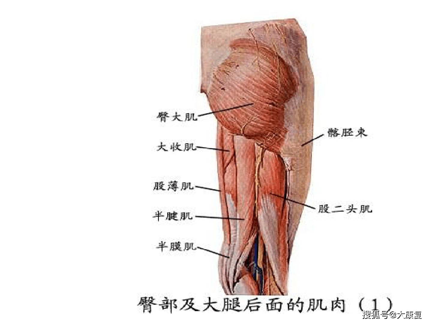 臀部大怎么減肥_臀部減肥最快方法_臀部怎么減肥