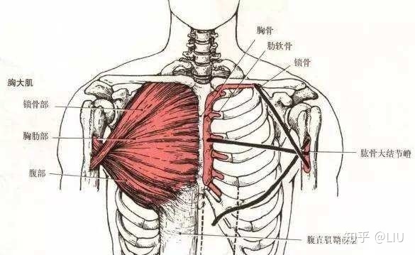 嬰兒斜頸的治療方法_嬰兒斜頸照片_嬰兒斜頸