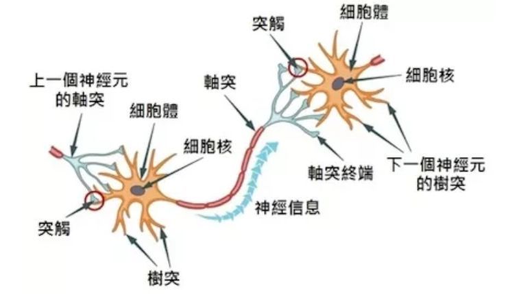 人腦細胞體外有智力_被車撞了在醫院腦測試智力65分是幾級腦殘_體外細胞毒性試驗方法