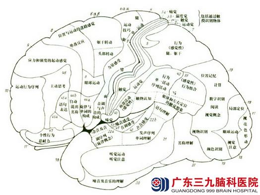 體外細胞毒性試驗方法_被車撞了在醫院腦測試智力65分是幾級腦殘_人腦細胞體外有智力