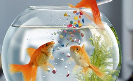 慈世堂:養魚風水圖及數目和顏色都有哪些要求